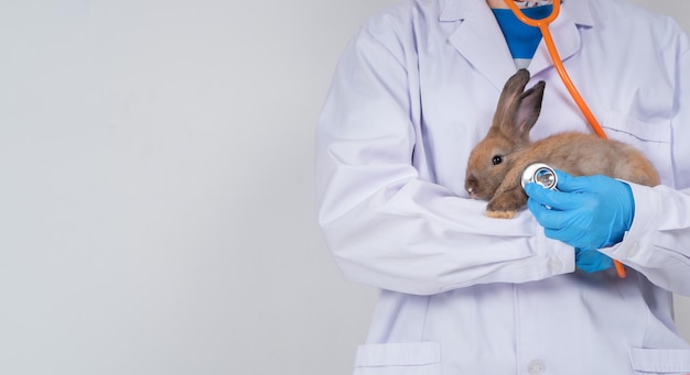 Lekarze Weterynarii Noszą Królika I Używają Stetoskopów, Aby Sprawdzić Puszyste Serce I Płuca Królika