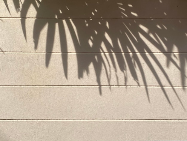 Lekki cień liści palmowych na ścianie tekstura tło