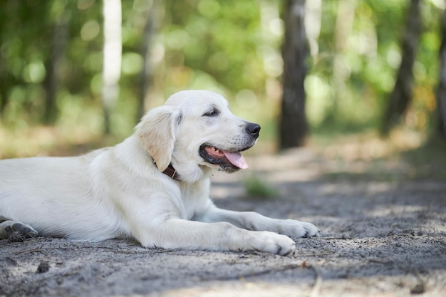 Lekki golden retriever szczeniak leży na ziemi w parku, niewyraźne tło.