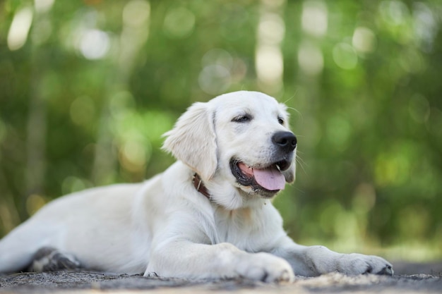 Lekki golden retriever szczeniak leży na ziemi w parku, niewyraźne tło.