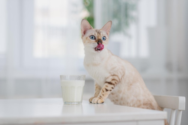 Lekki kot bengalski pije mleko ze szklanki stojącej na stole. Zastosowanie mleka