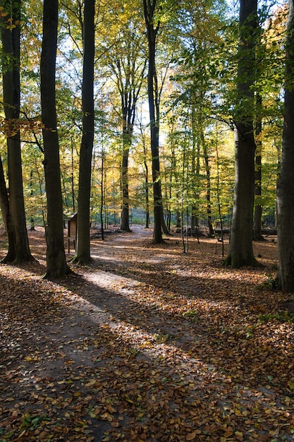 Lekki nastrój jesienią w lesie liściastym