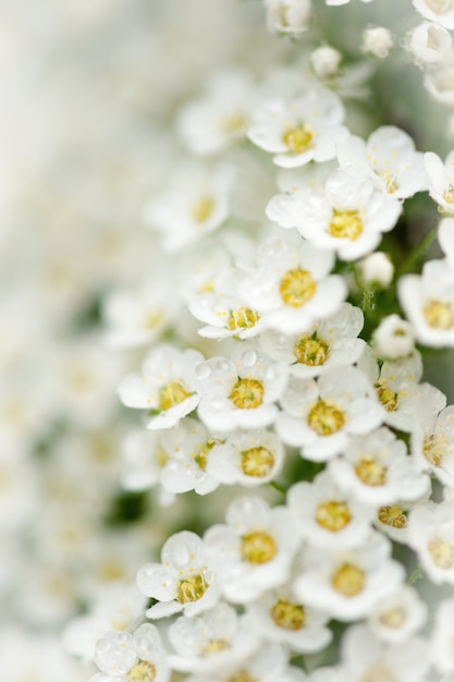 Lekkie, przewiewne masy małych białych kwiatów.