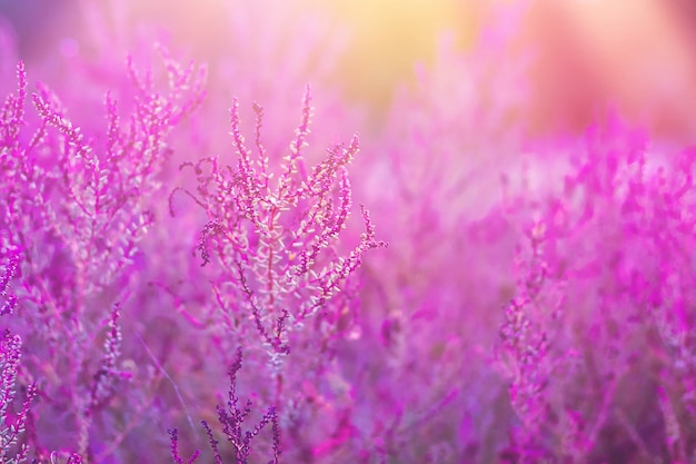 Lekko rozmyta fioletowa łąka z rozbłyskami światła słonecznego.