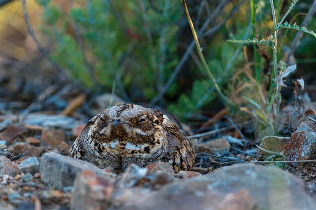 Lelek lelek Caprimulgus ruficollis Malaga Hiszpania