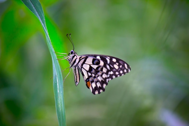 Lemon butterfly limonka i paź w kratkę spoczywająca na kwiatowych roślinach