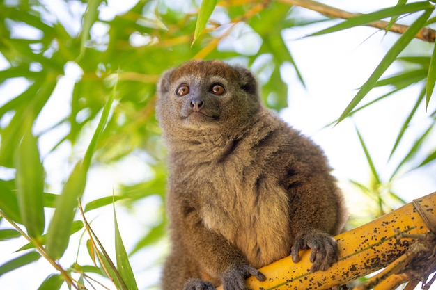 Zdjęcie lemur bambusowy siedzi na gałęzi i obserwuje odwiedzających park narodowy