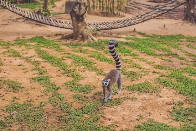 Lemur catta biega po trawie w zoo