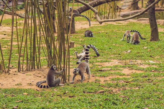 Lemur catta biega po trawie w zoo