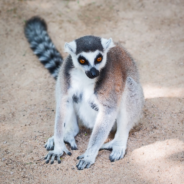 Lemur Catta.