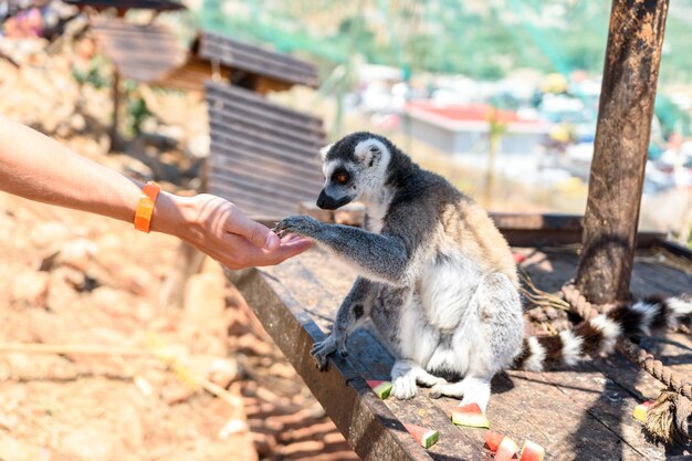 Lemur Katolicki żerujący W Kontaktowym Zoo