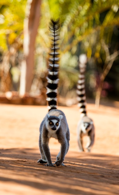 Lemur Katta Idzie Na Ziemię