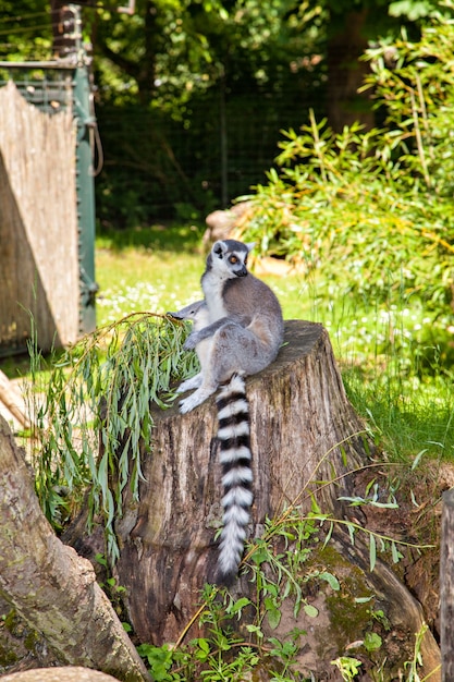 Lemur Katta, Lemur Catta