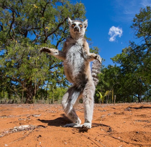 Lemur katta na ziemi