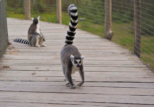 Lemur katta Otwarte zoo