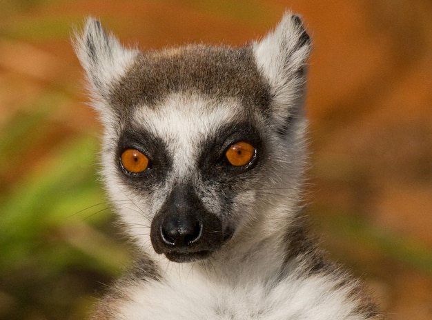 Lemur Katta. Portret. Zbliżenie