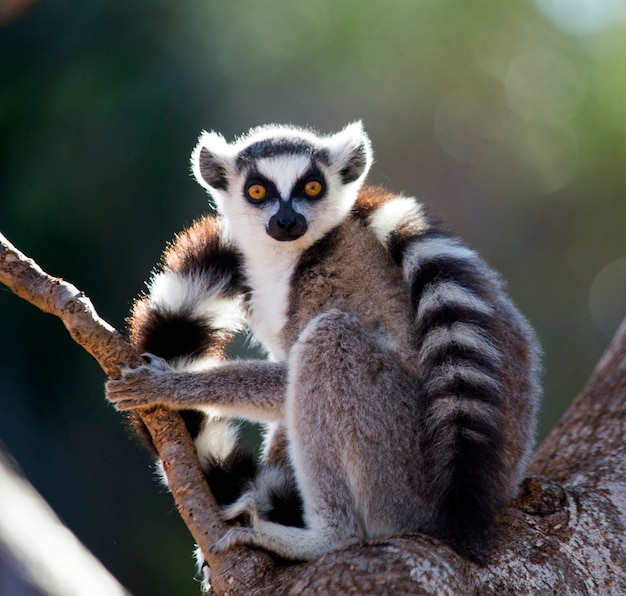 Lemur Katta Siedzi Na Drzewie