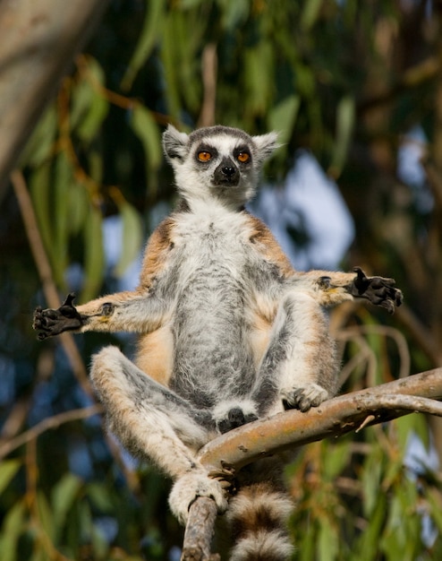 Lemur katta siedzi na drzewie