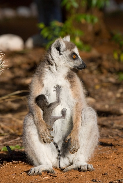 Lemur katta siedzi na ziemi