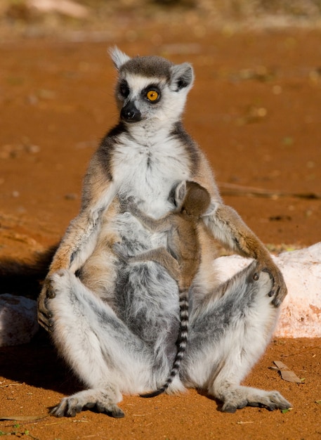 Lemur Katta Siedzi Na Ziemi