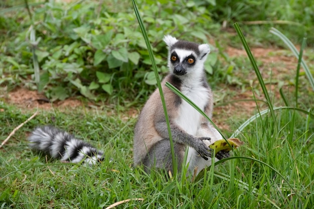 Lemur katta to najsłynniejszy gatunek z rodziny lemurów.