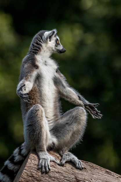 Lemur katta