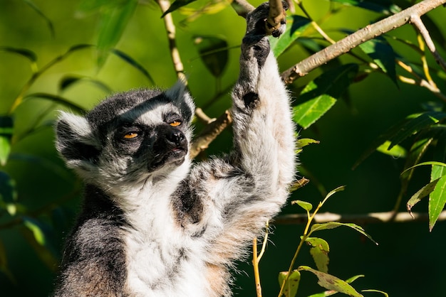 Lemur na drzewie pod niskim kątem