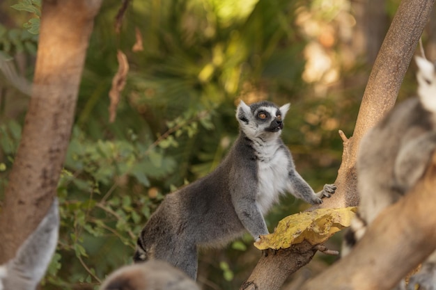 Lemur odwraca wzrok na niewyraźnym tle.