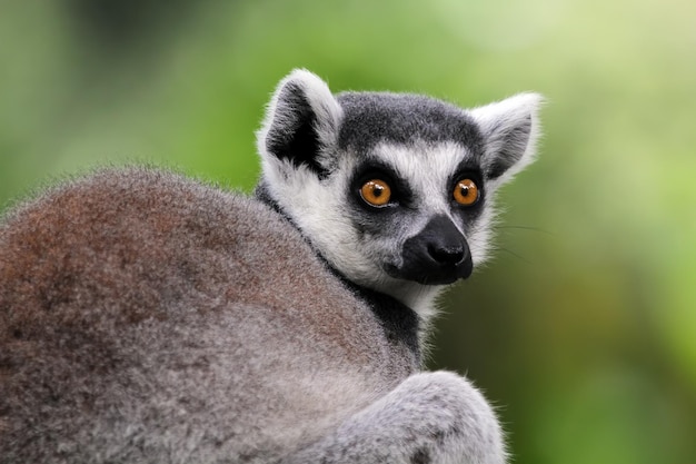 Lemur pierścień ogoniasty zbliżenie twarz zwierzę zbliżenie