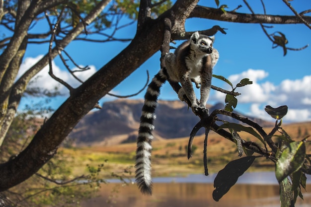 Lemur pierścieniowaty lub katta w ich naturalnym środowisku Madagaskar