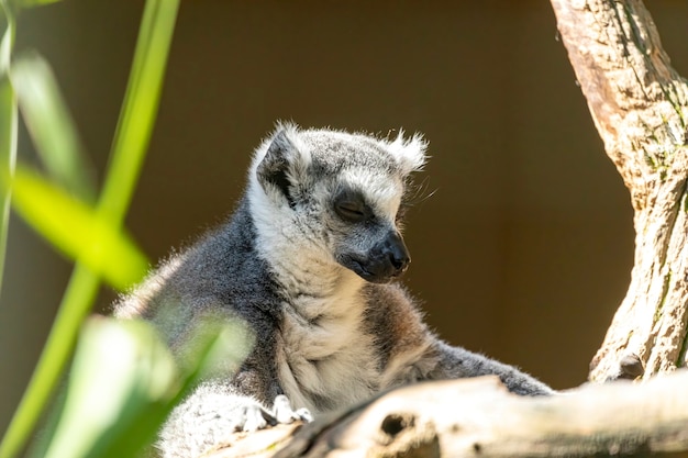 Lemur pierścieniowy