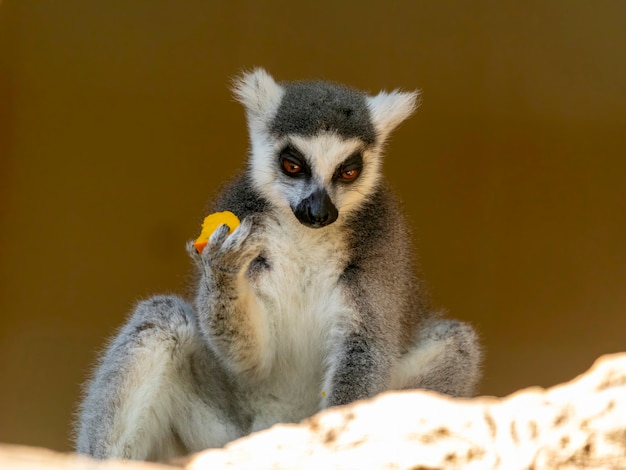 Lemur pierścieniowy