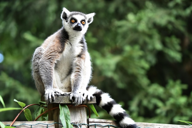 Lemur siedzący na drewnianym słupie