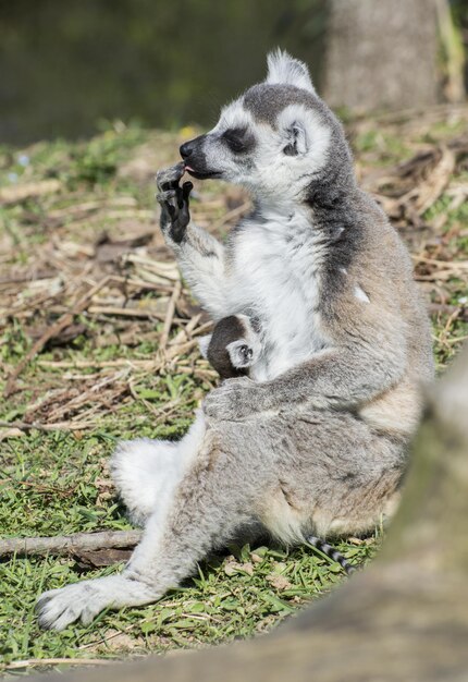 Zdjęcie lemur siedzący na polu