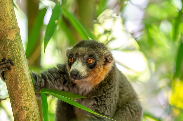 Lemur siedzi na gałęzi i obserwuje odwiedzających park narodowy.