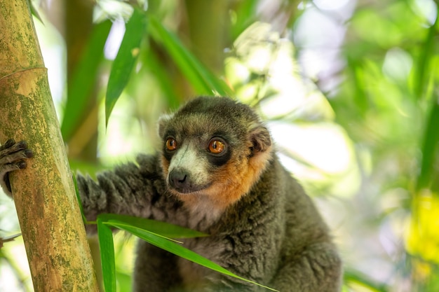 Lemur Siedzi Na Gałęzi I Obserwuje Odwiedzających Park Narodowy.