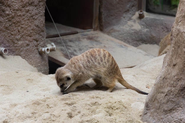 Zdjęcie lemur w zoo