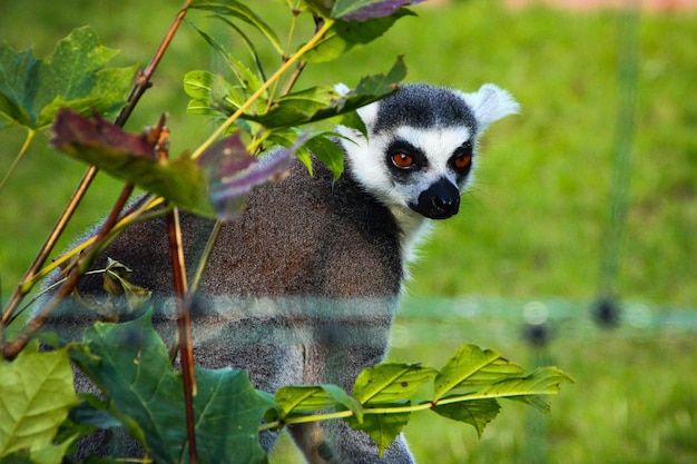 Lemur z pierścieniowym ogonem według roślin