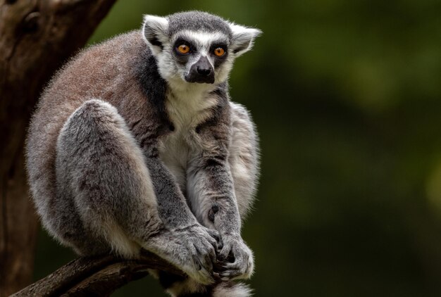 Lemur z pierścieniowym ogonem