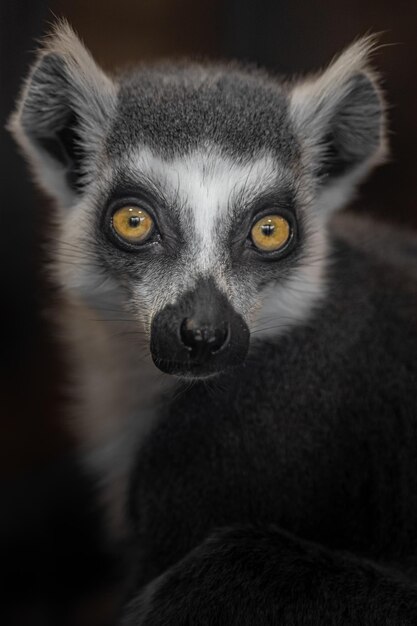 Lemur z pierścieniowym ogonem