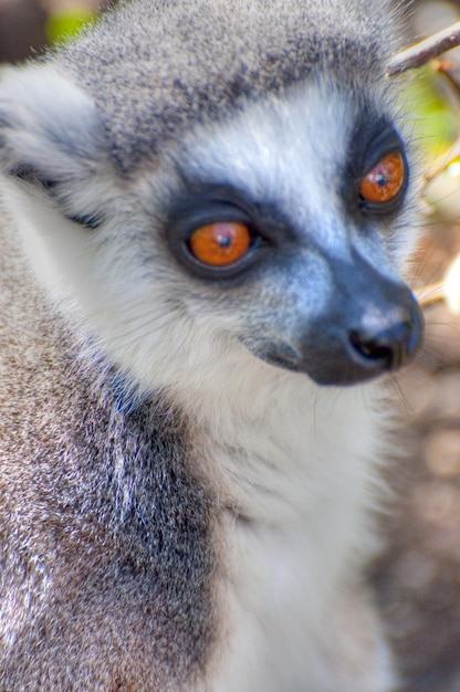 lemur