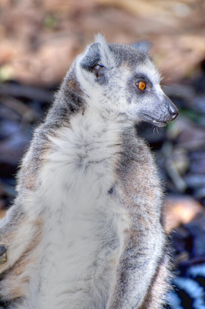 Zdjęcie lemur