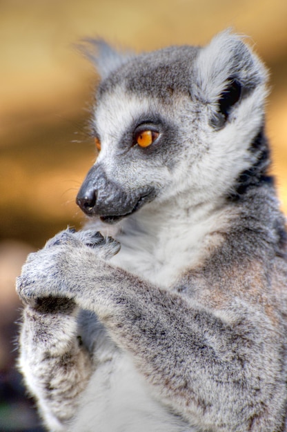 lemur