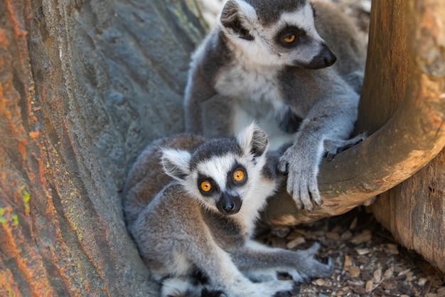 Lemury z Madagaskaru, matka z dzieckiem z bliska.