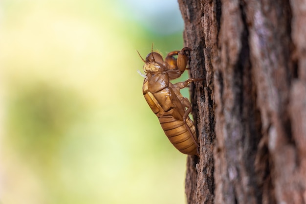 Lenieje cykady insekta molt na sosnie