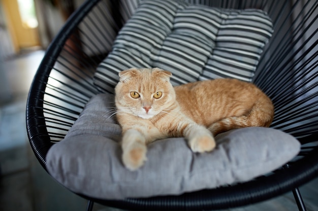 Leniwy pręgowany rudy kot odpoczywa na poduszce na miękkim fotelu i patrzy w kamerę w jasnym, nowoczesnym salonie