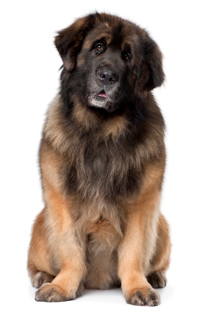 Leonberger, 5 lat, siedzi