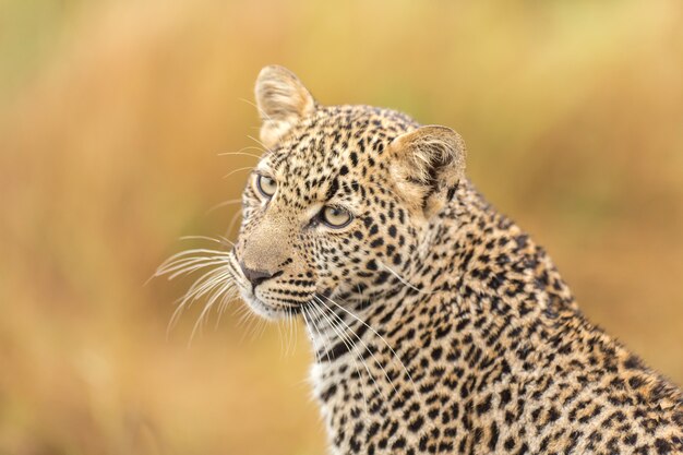 Zdjęcie leopard cub