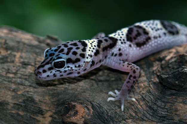 Zdjęcie leopard gekon zbliżenie twarz z naturalnym tłem leopard gekon zbliżenie głowa zwierząt zbliżenie