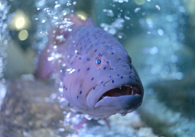 Zdjęcie leopard grouper.